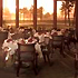 Rancho Grill photo